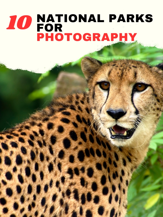 10 Stunning National Parks for Wildlife Photography in India